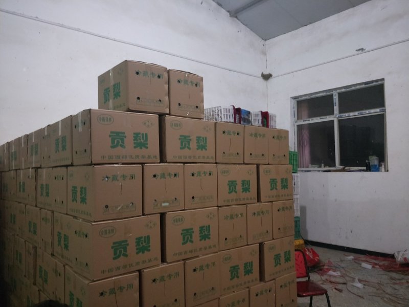 陕西省蒲城县，优质酥梨皮薄，核小，口感佳