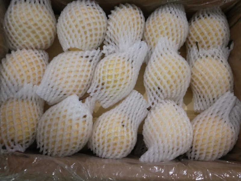 陕西省蒲城县，优质酥梨皮薄，核小，口感佳