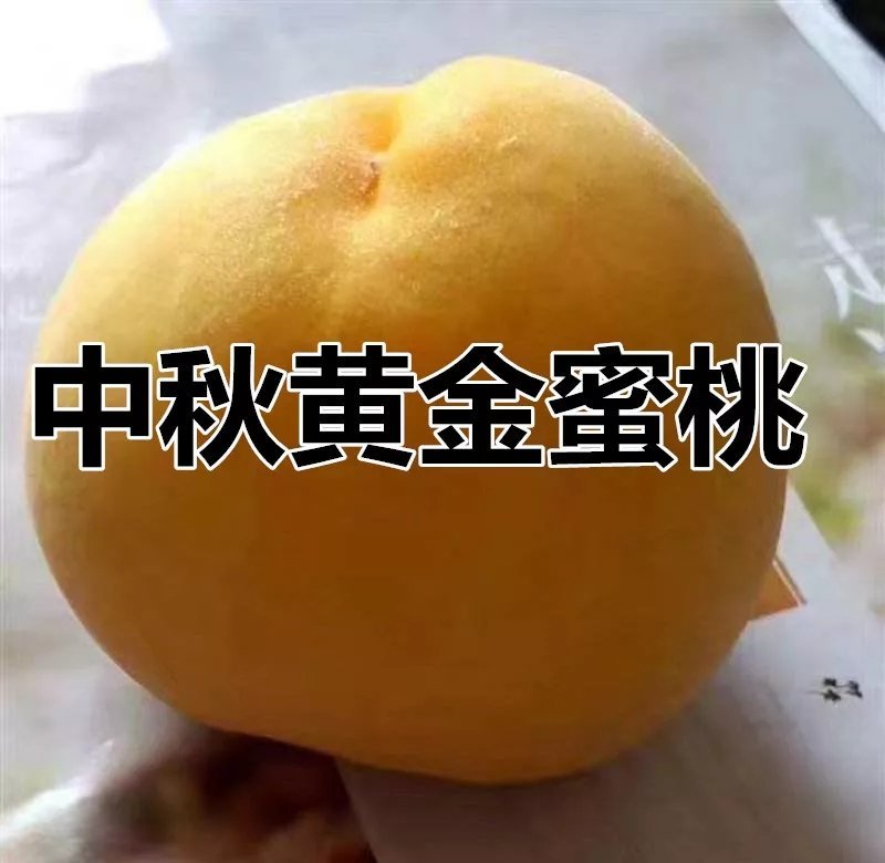 嫁接黄桃桃树苗，自产自销，当年结果，现挖现卖保证纯度。