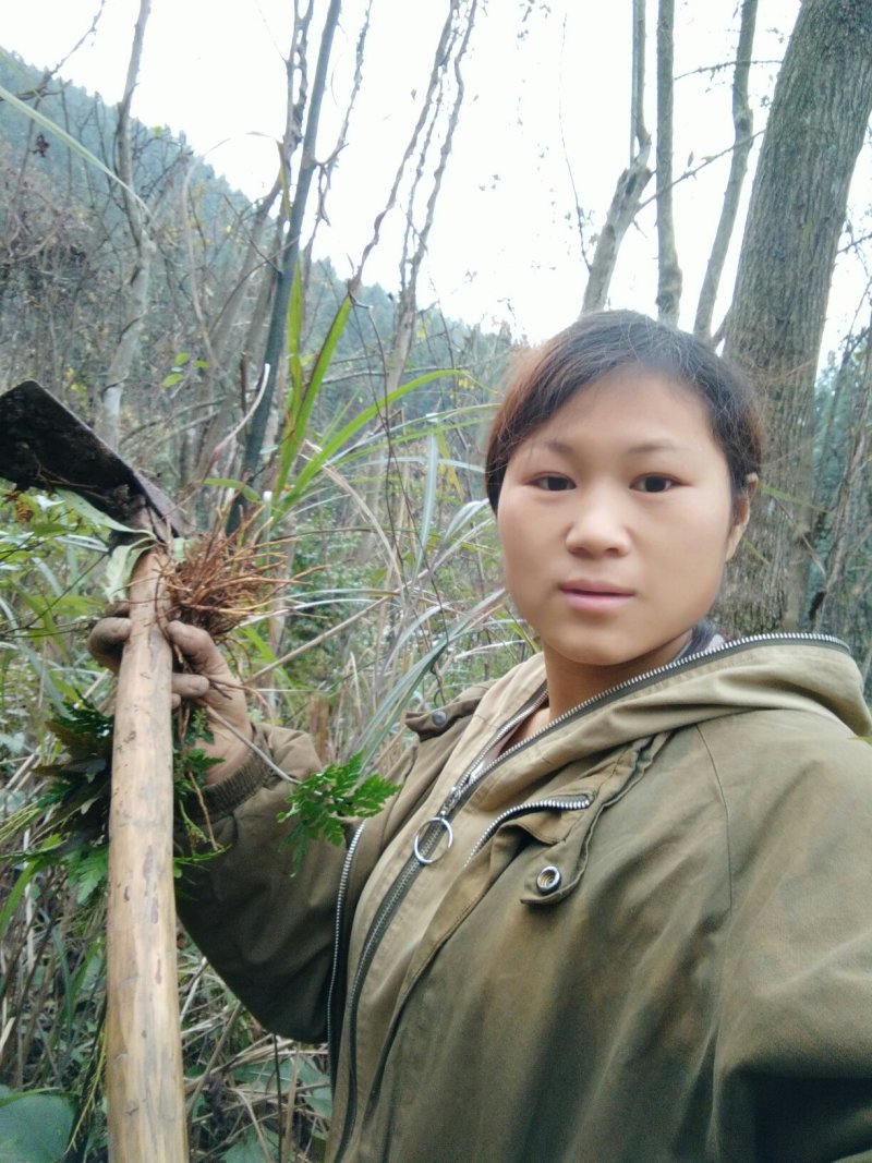 贵州纯野生一朵云小春花阴地蕨干货