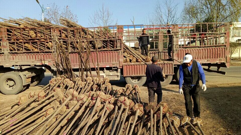 大叶女贞，大叶女贞基地2-4公分大量出售