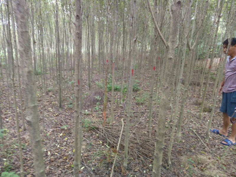 大叶女贞，大叶女贞基地2-4公分大量出售