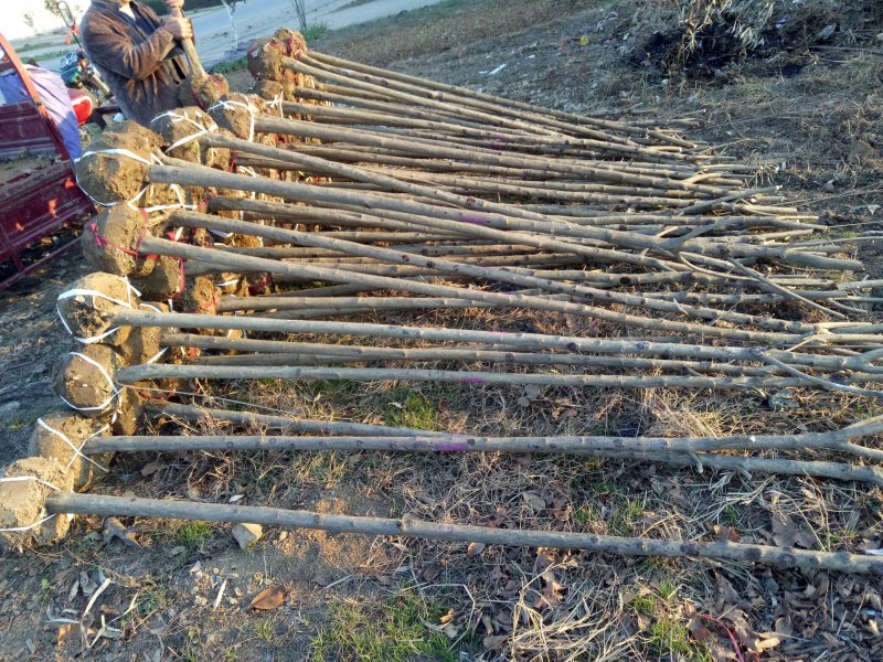 大叶女贞，大叶女贞基地2-4公分大量出售
