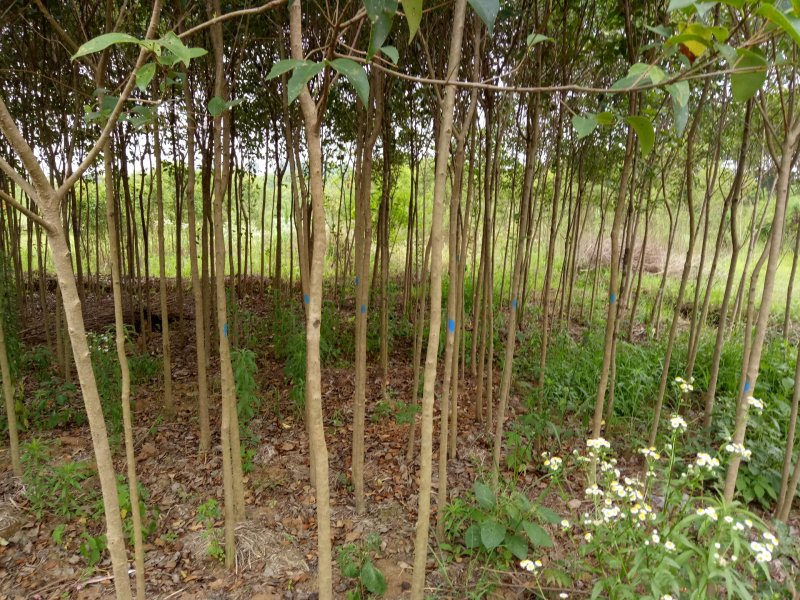 大叶女贞，大叶女贞基地2-4公分大量出售
