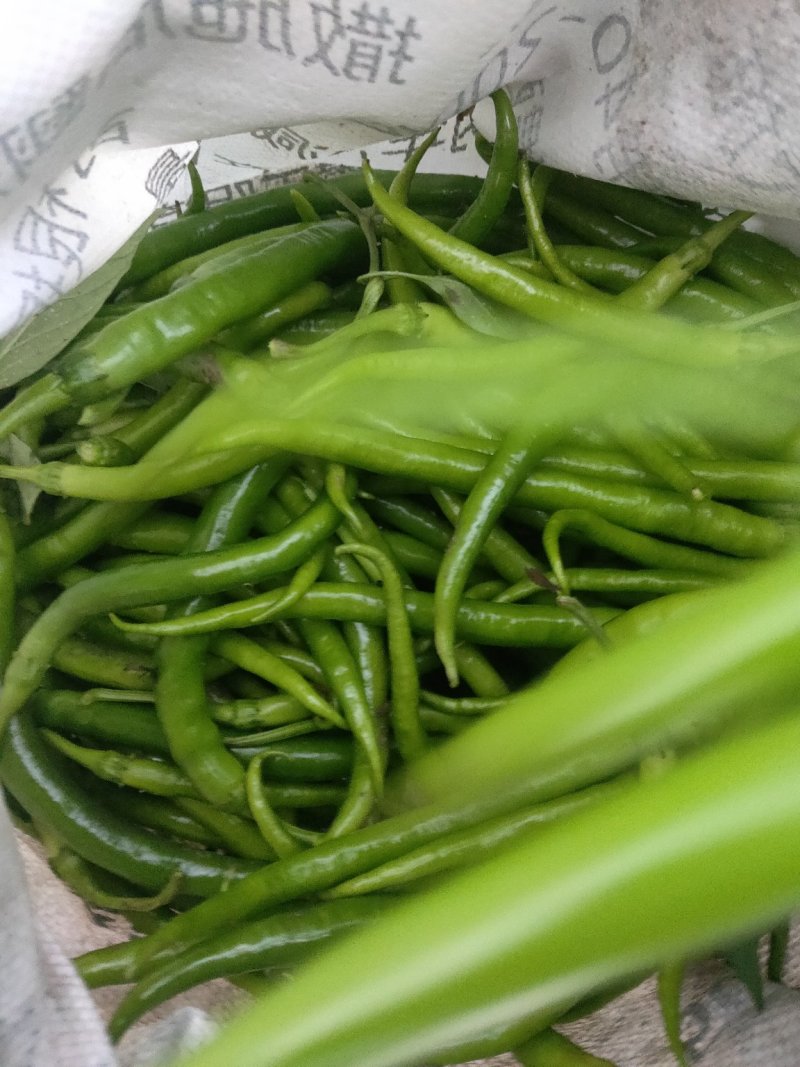 青线椒(中辣)