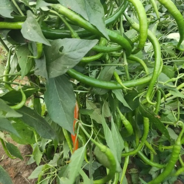 青线椒(中辣)