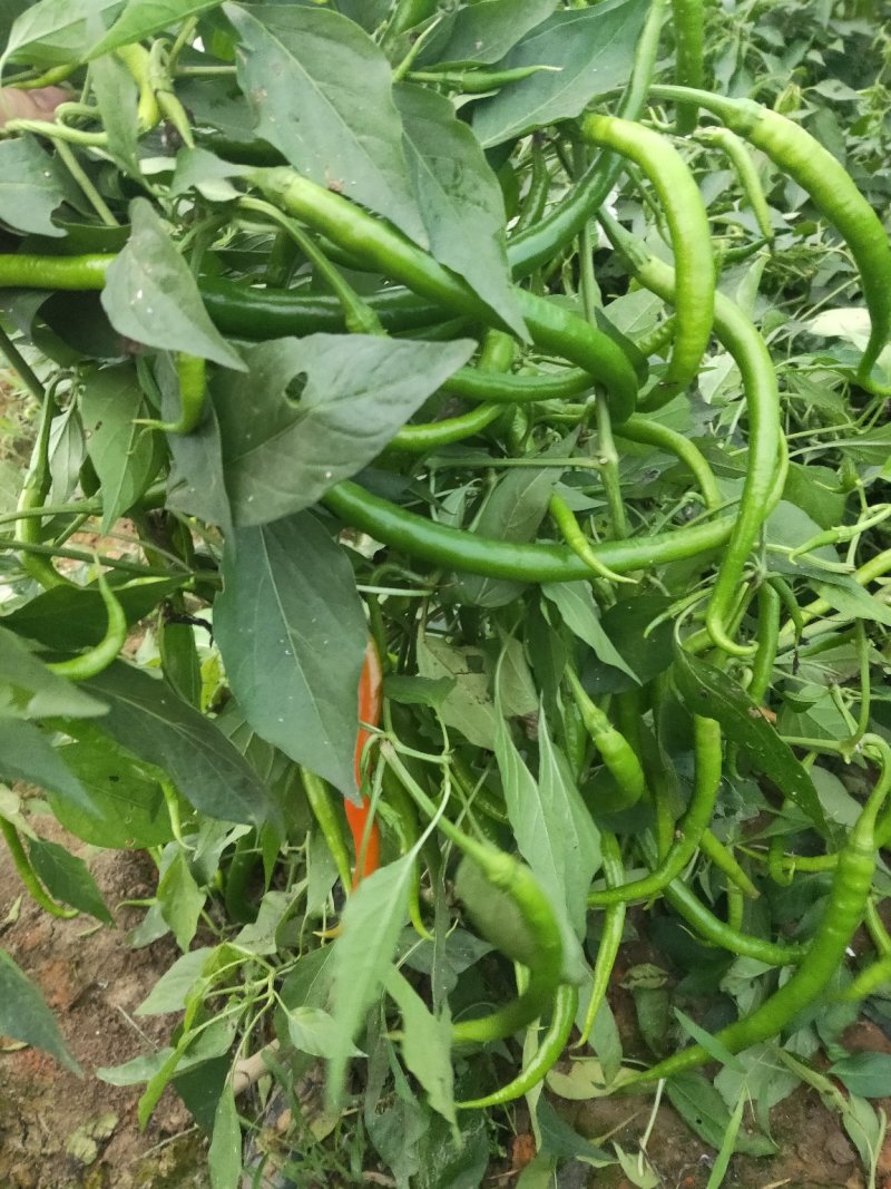 青线椒(中辣)