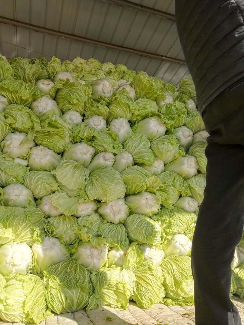 山东聊城大白菜大量上市供应，万亩蔬菜基地，4斤到六，净菜