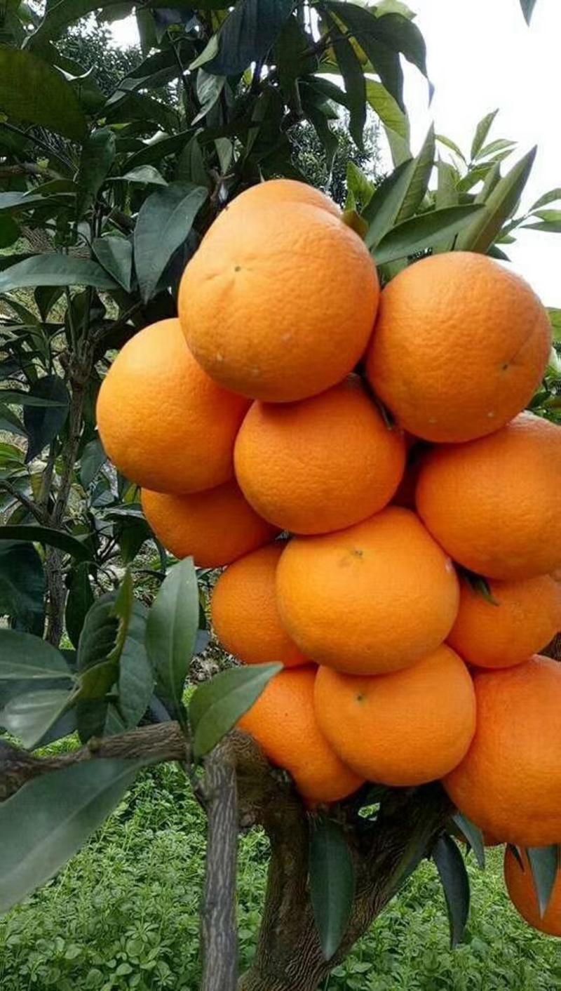 纽菏尓脐橙，秭归甜橙，现订现摘，自家果园无中间商。
