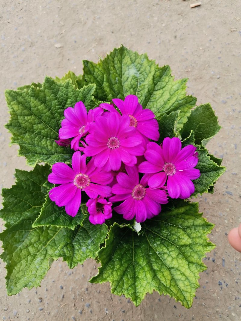 瓜叶菊盆景花卉祭祀菊花观赏植物绿化组摆欢迎实地看