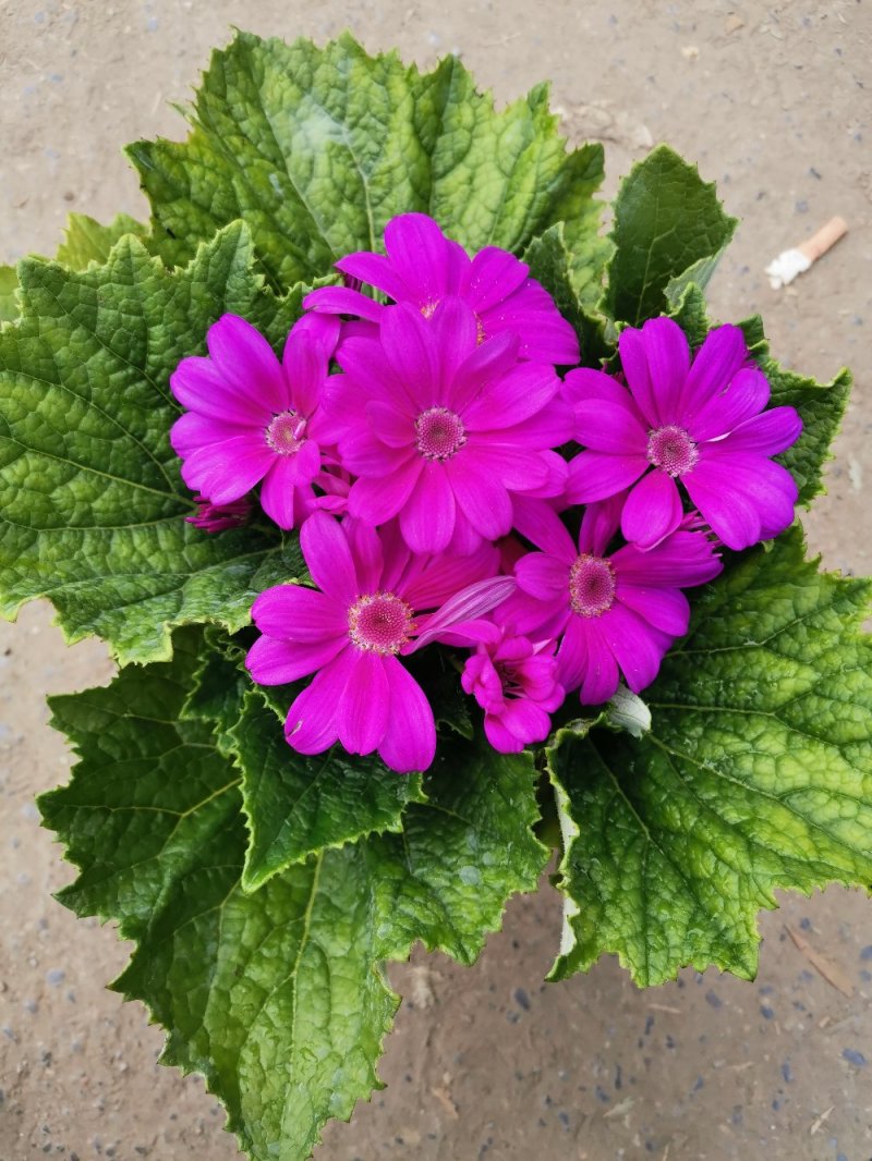 瓜叶菊盆景花卉祭祀菊花观赏植物绿化组摆欢迎实地看