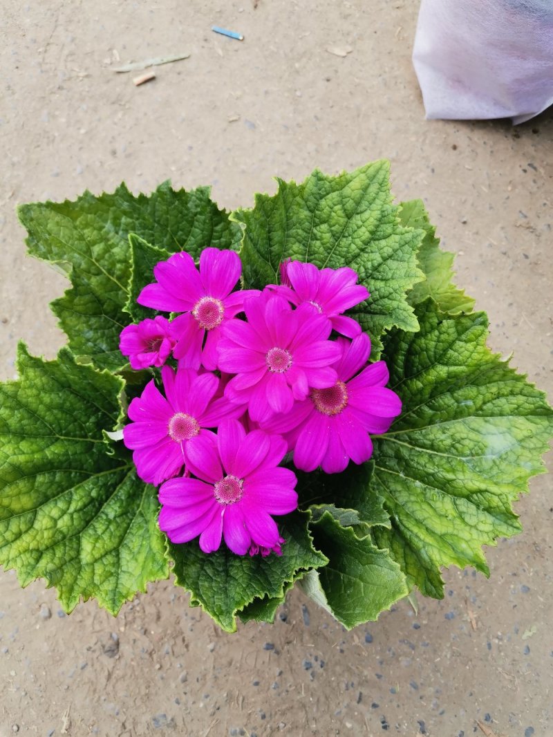 瓜叶菊盆景花卉祭祀菊花观赏植物绿化组摆欢迎实地看