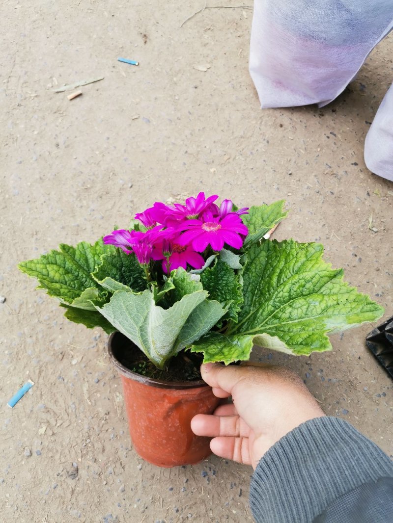 瓜叶菊盆景花卉祭祀菊花观赏植物绿化组摆欢迎实地看