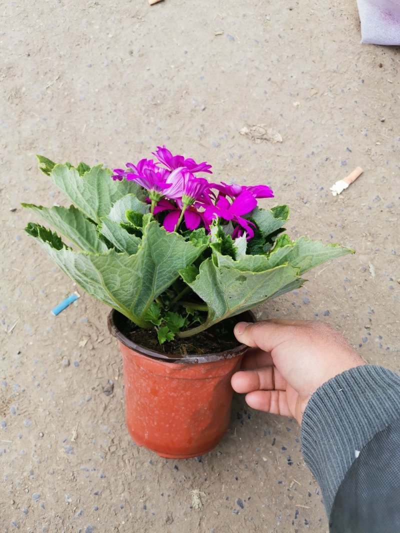 瓜叶菊盆景花卉祭祀菊花观赏植物绿化组摆欢迎实地看