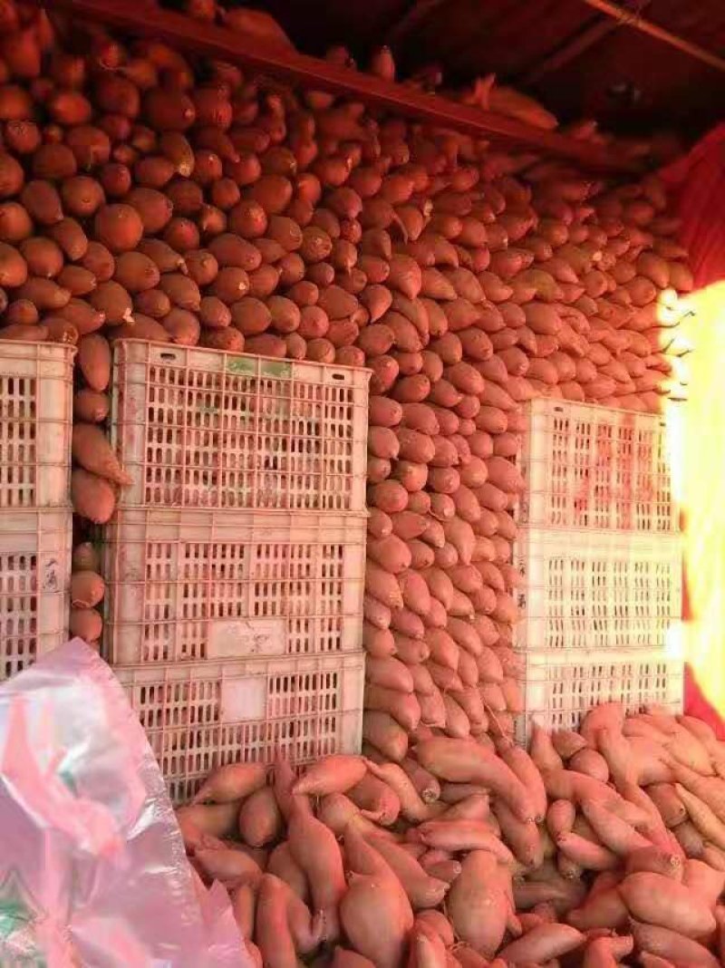 精品，龙薯九，以致论价，长年有货