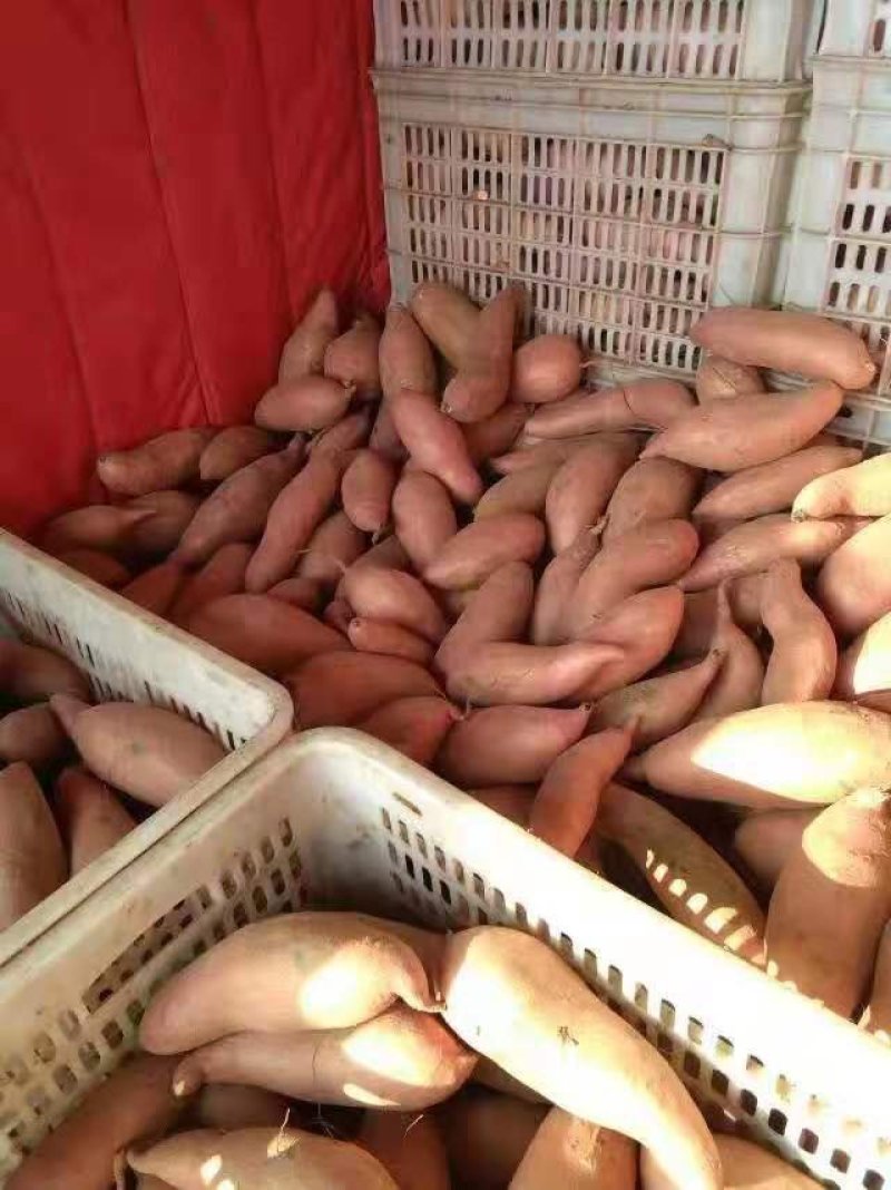 精品，龙薯九，以致论价，长年有货