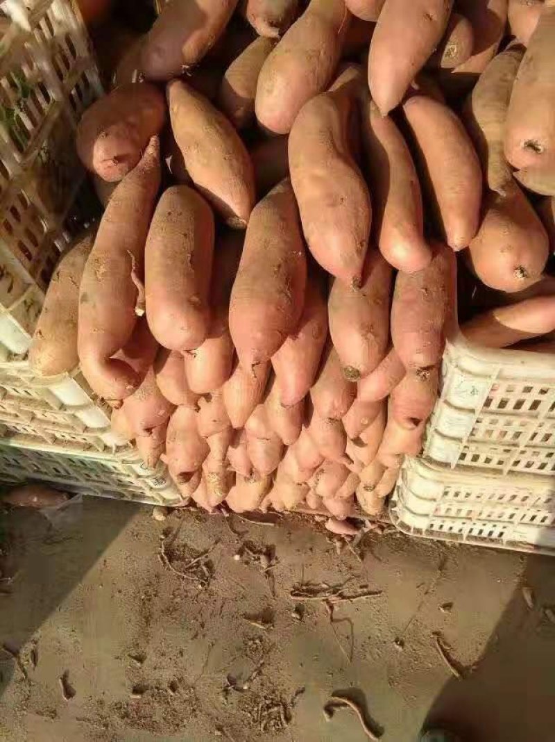 精品，龙薯九，以致论价，长年有货