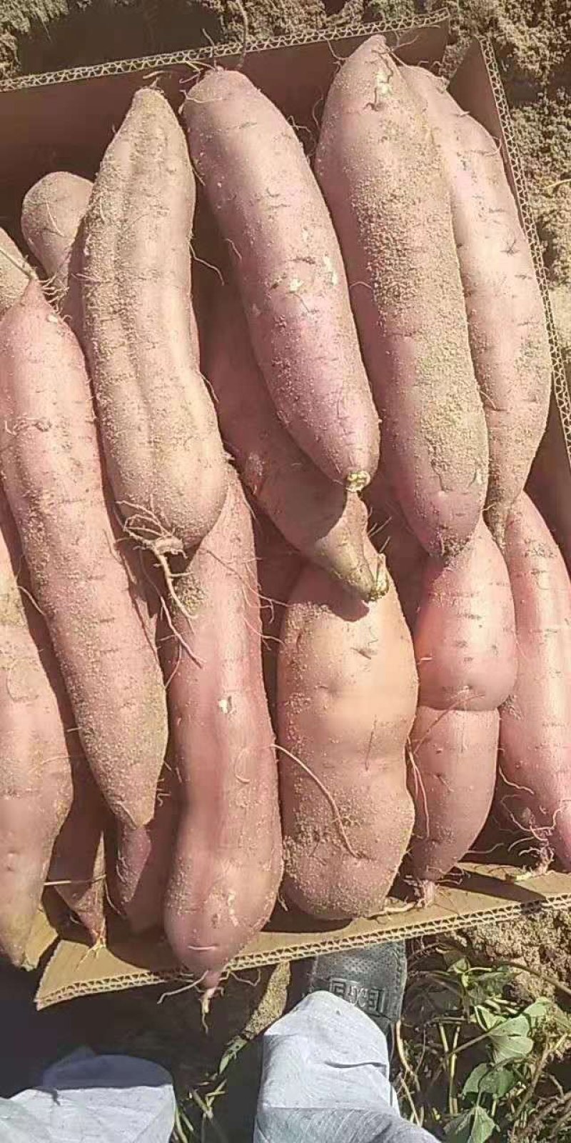 精品，龙薯九，以致论价，长年有货