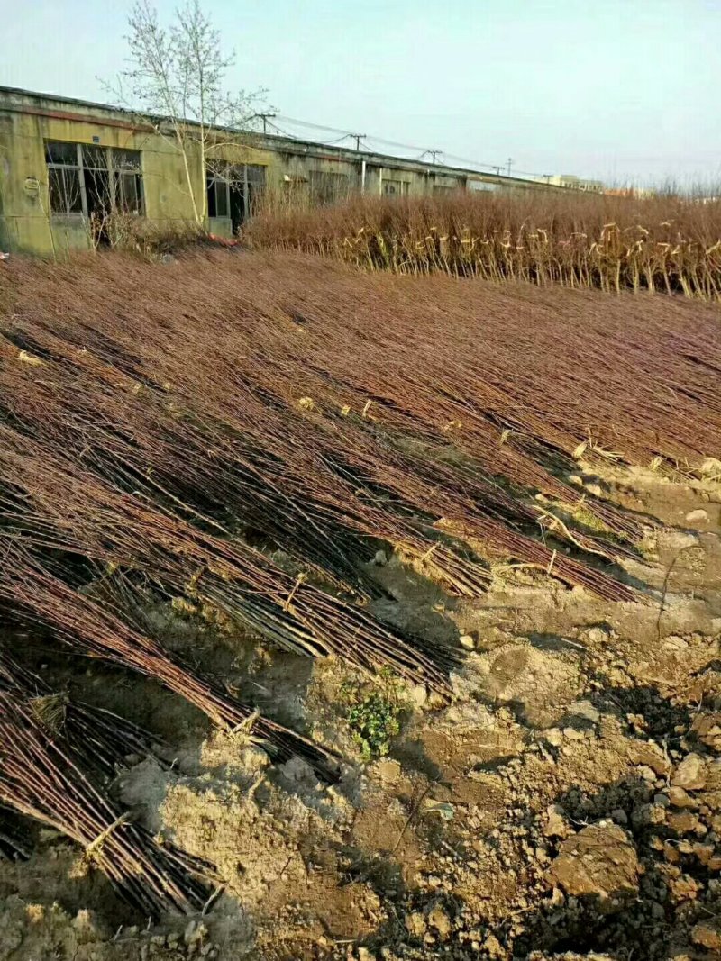 红枫中国红枫美国红枫日本红枫基地直销