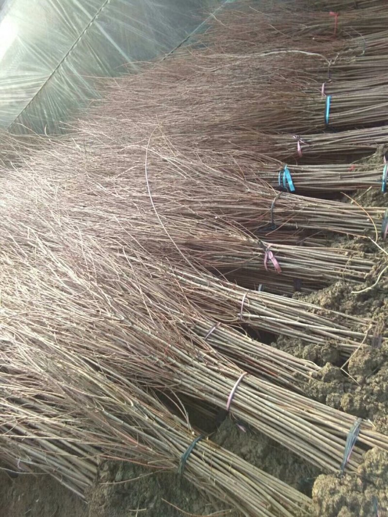 红枫中国红枫美国红枫日本红枫基地直销