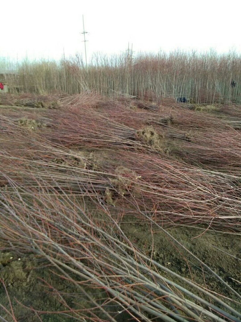 红枫中国红枫美国红枫日本红枫基地直销