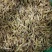 素馨花冷背中药材一千余种