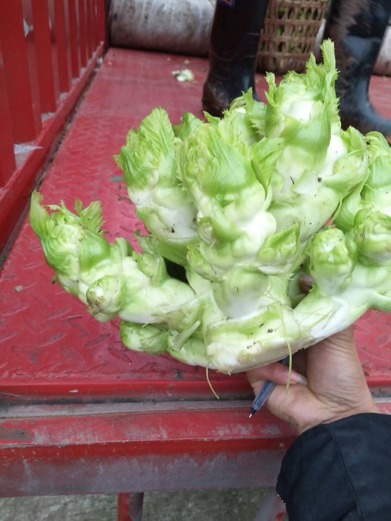 儿菜，多儿菜！！！！！！！！！！！！！！！！