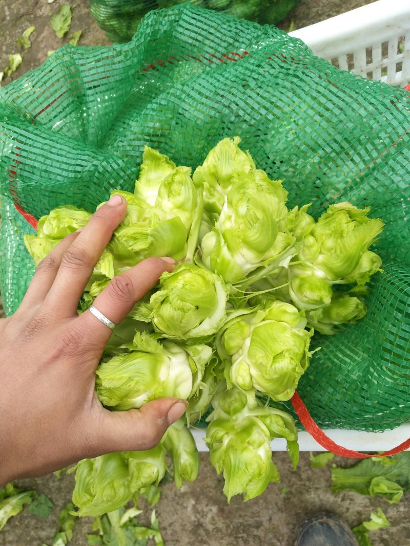 儿菜，多儿菜！！！！！！！！！！！！！！！！