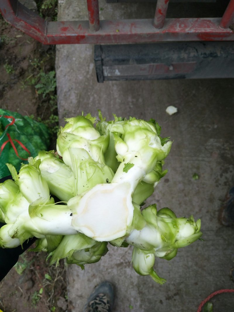 儿菜，多儿菜！！！！！！！！！！！！！！！！