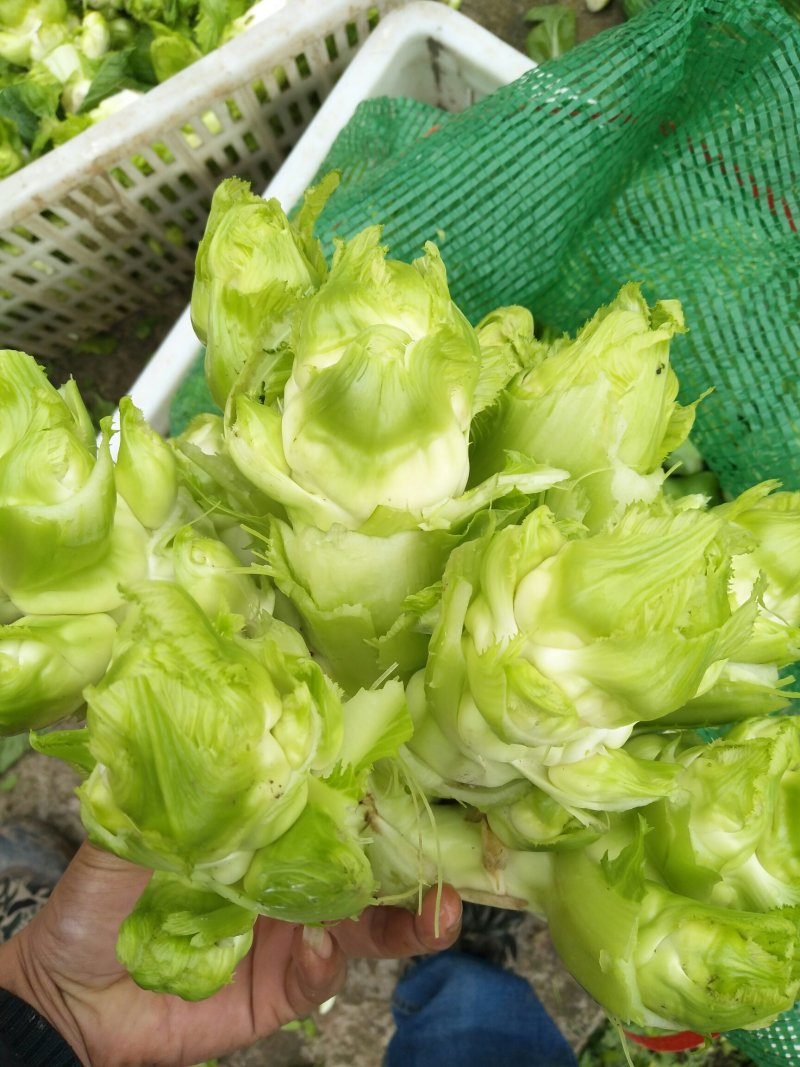 儿菜，多儿菜！！！！！！！！！！！！！！！！