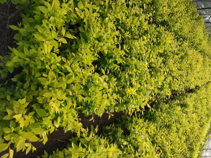 大量出售营养杯金叶榆，榆树50-70公分高，支持现场看苗