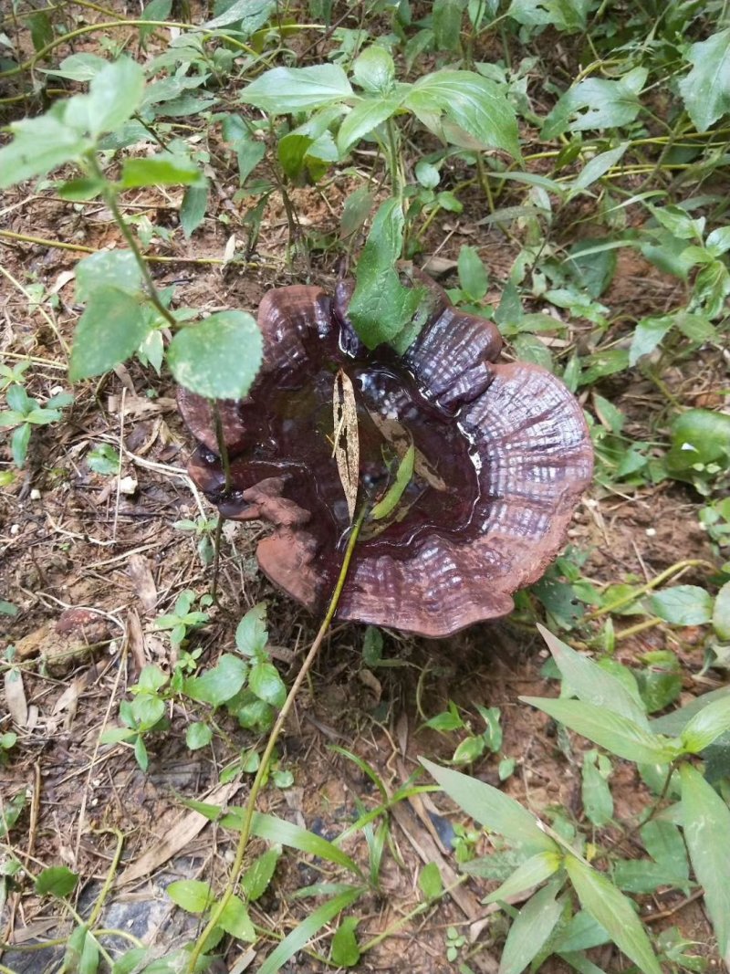 赣南紫黒灵芝，野生山党参，黄精