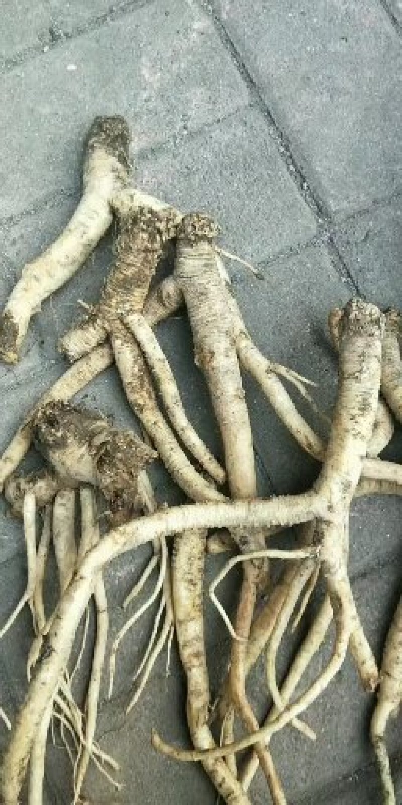 赣南紫黒灵芝，野生山党参，黄精