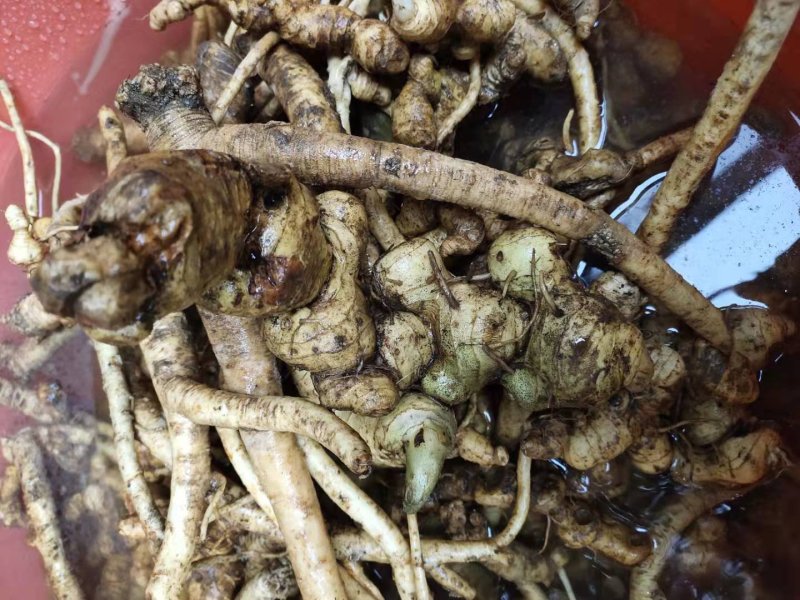 赣南紫黒灵芝，野生山党参，黄精