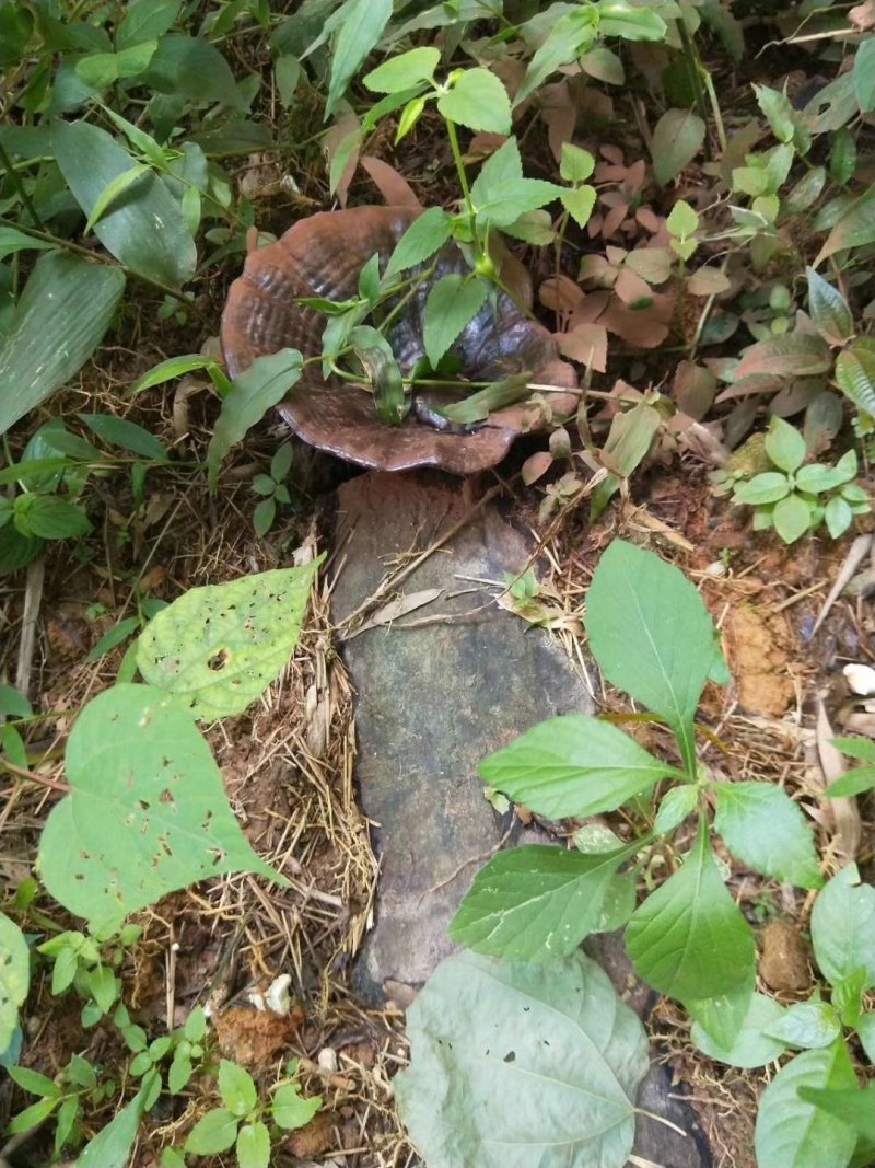 赣南紫黒灵芝，野生山党参，黄精