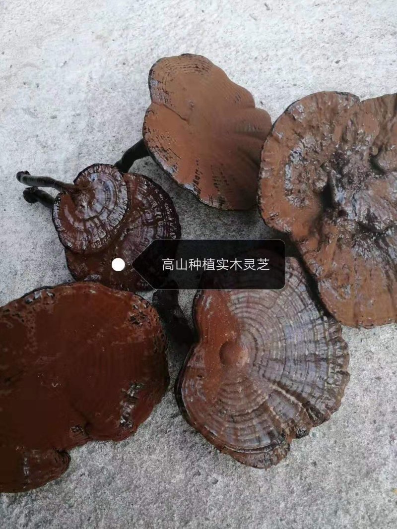 赣南紫黒灵芝，野生山党参，黄精