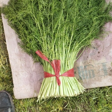 优质茴香，货量大，价格合理