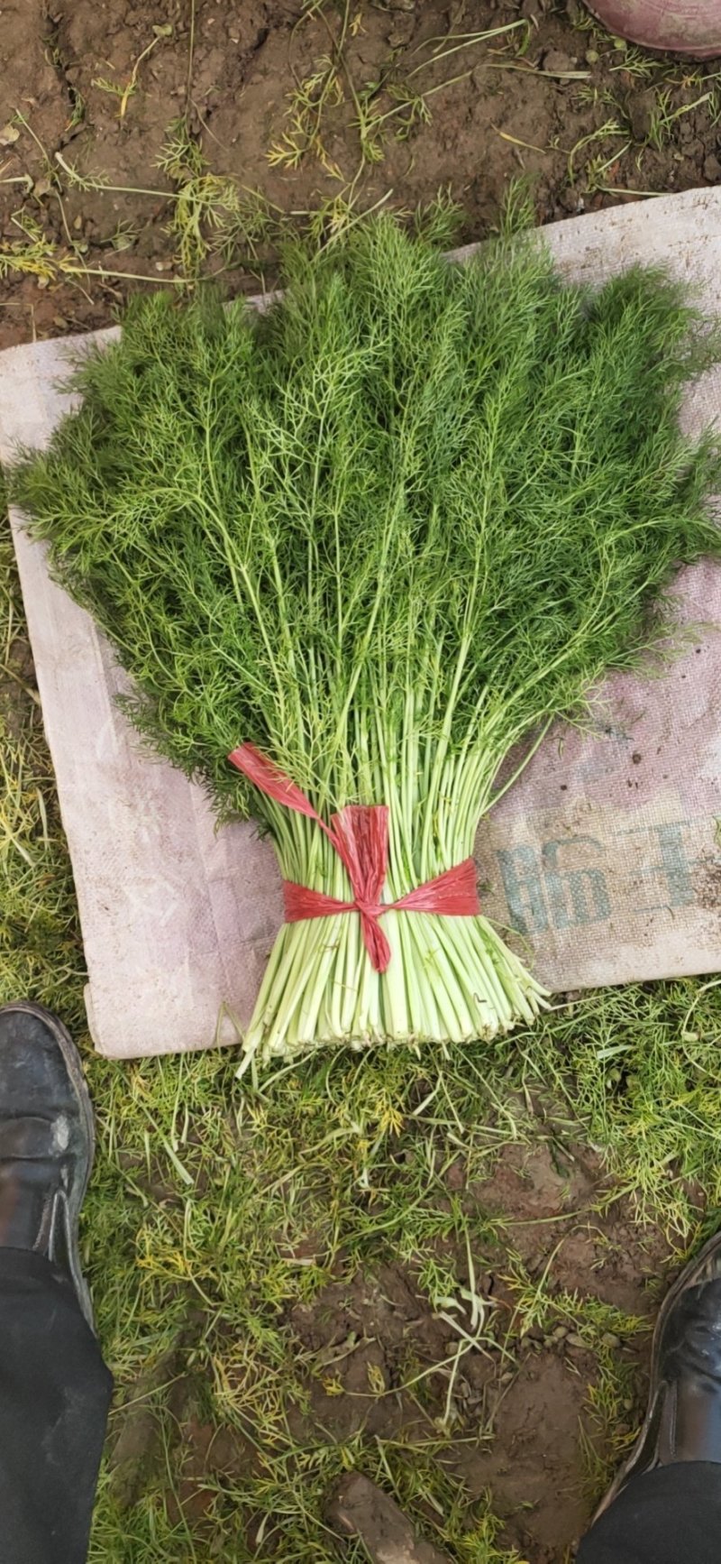 优质茴香，货量大，价格合理
