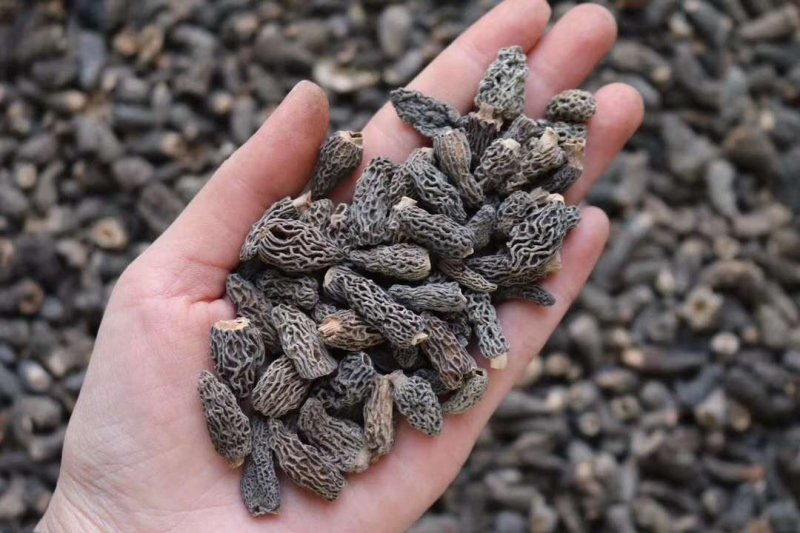 精选1cm野生羊肚菌。无沙的哟干净足干，靓货野生货，