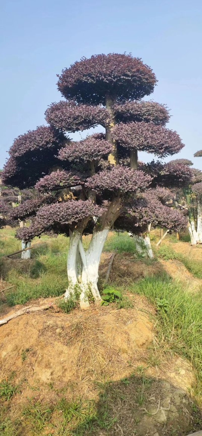 湖南红花檵木古桩，红继木桩价格，湖南红继木桩景基，货源充足
