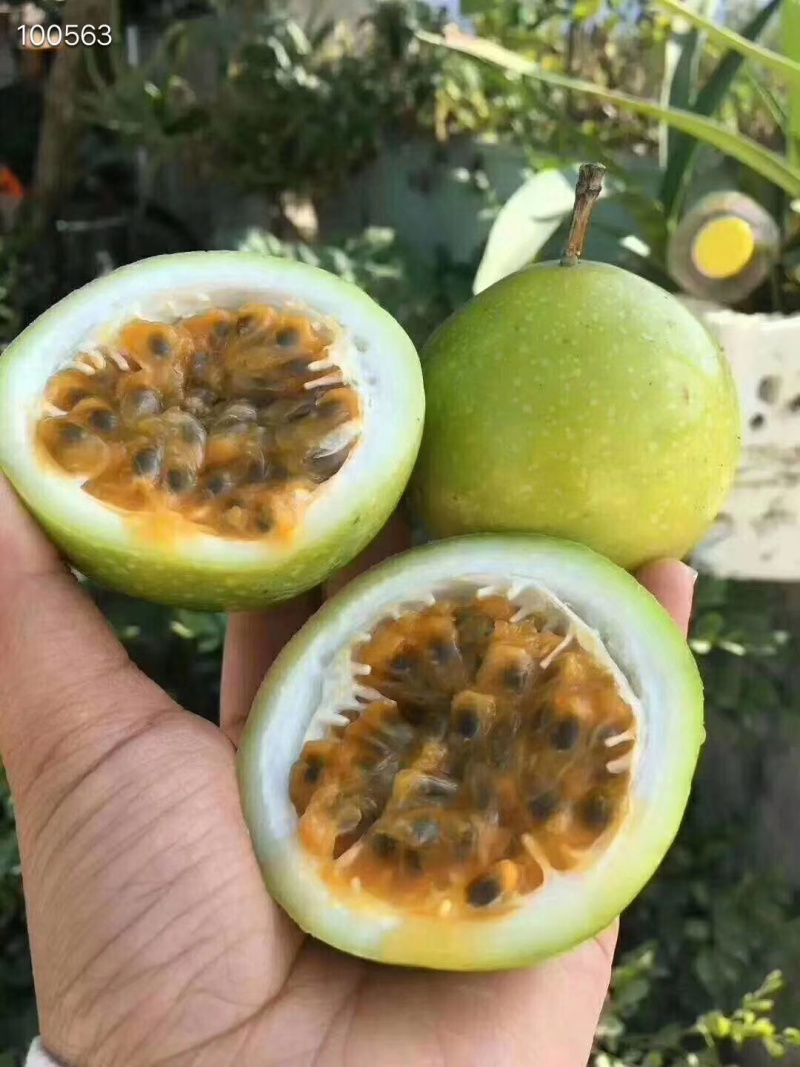 海南黄金百香果钦蜜九号黄皮百香果非福建