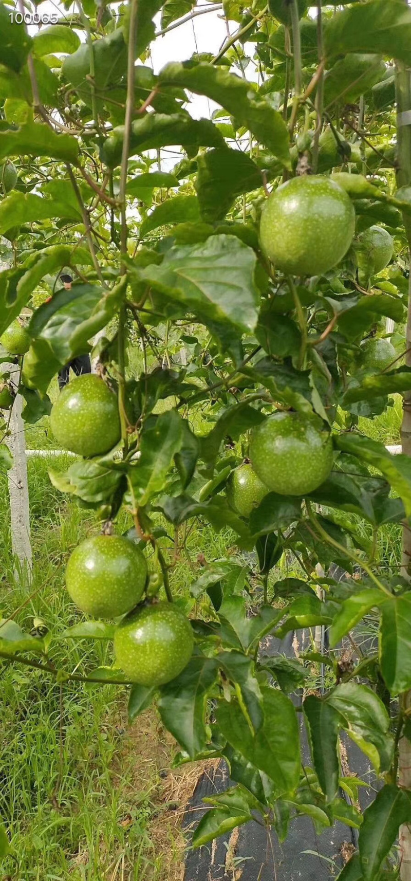 海南黄金百香果钦蜜九号黄皮百香果非福建