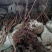 猕猴桃苗实生苗0.6~0.8cm基地30~35cm