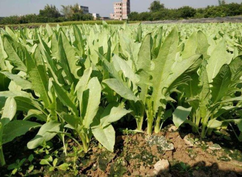 苦荬菜种子牧草种子多年生种子养殖猪鸡鸭鹅牧草品种