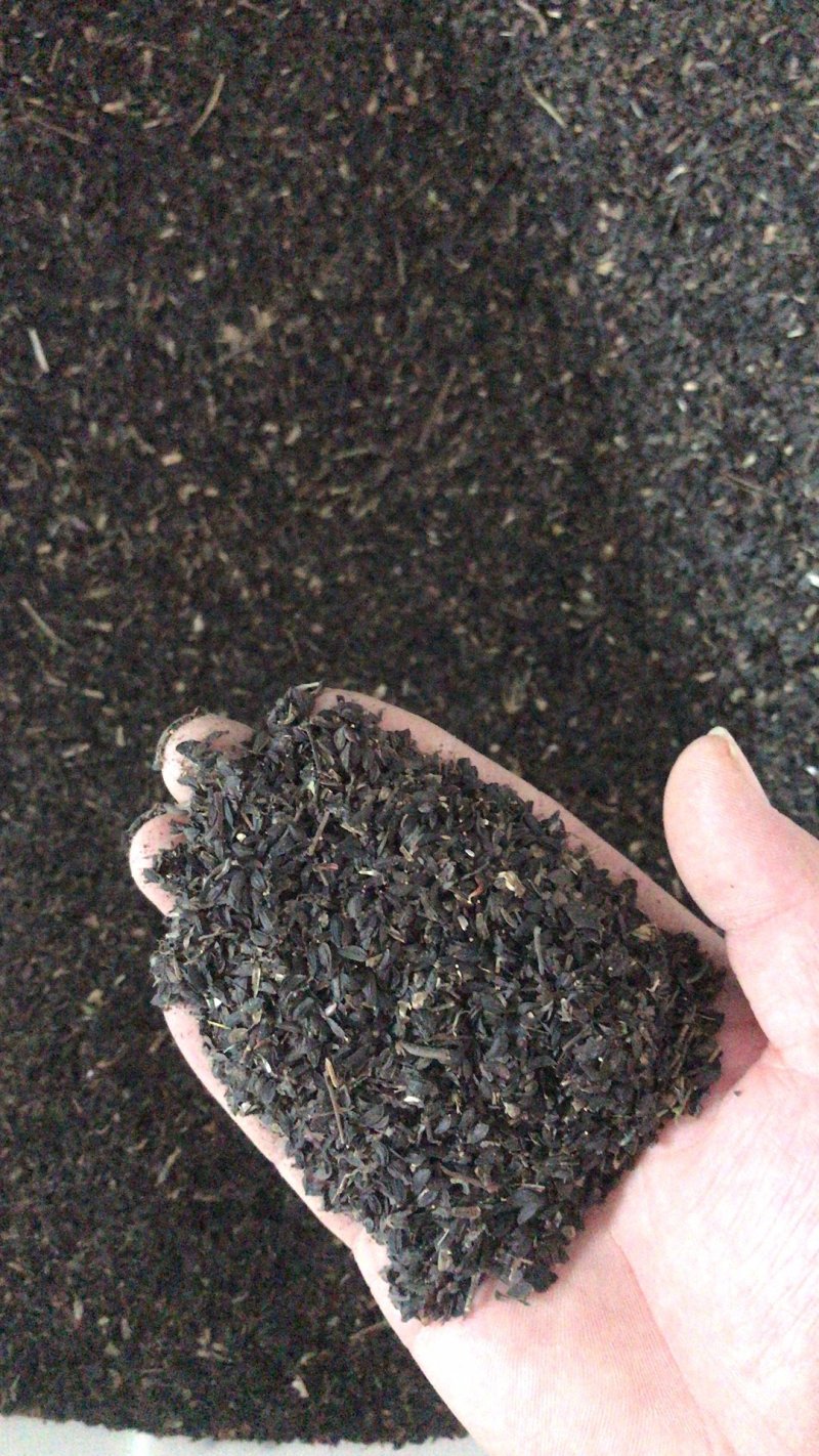 苦荬菜种子牧草种子多年生种子养殖猪鸡鸭鹅牧草品种