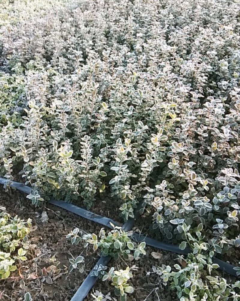 常青苗木卫矛球小苗品种好净球规格齐全不脱叶