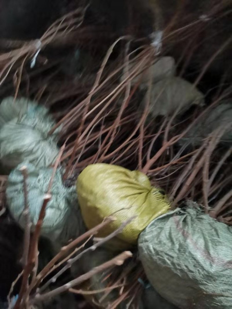 软枣子苗。基地直发。价格低。成活率高。服务好量大优惠。