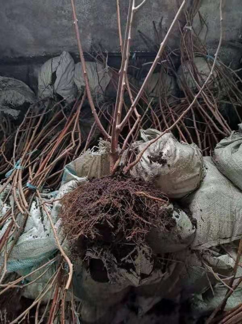 软枣子苗。基地直发。价格低。成活率高。服务好量大优惠。