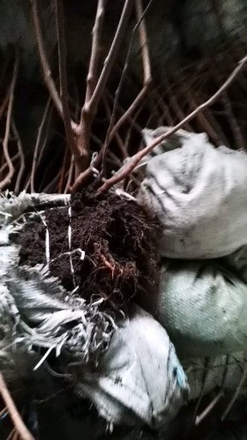 软枣子苗。基地直发。价格低。成活率高。服务好量大优惠。