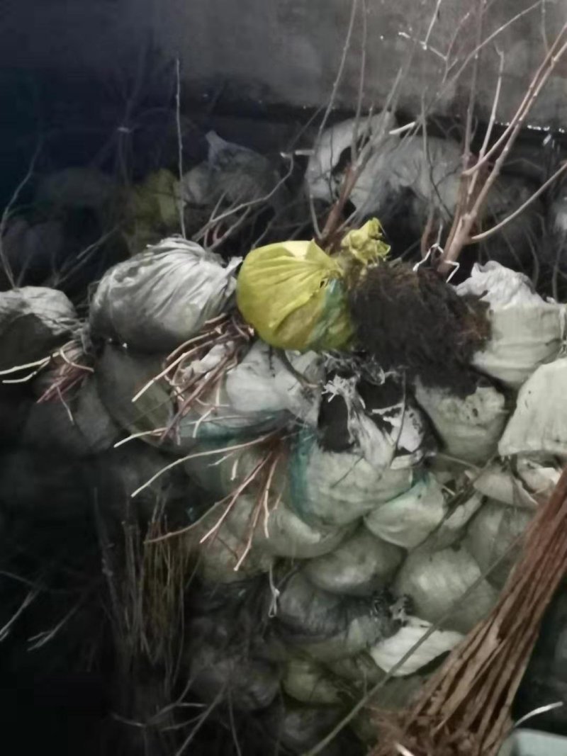 软枣子苗。基地直发。价格低。成活率高。服务好量大优惠。